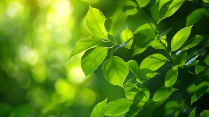 Obraz premium beautiful nature