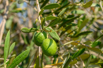 Orange trees and fruits growing