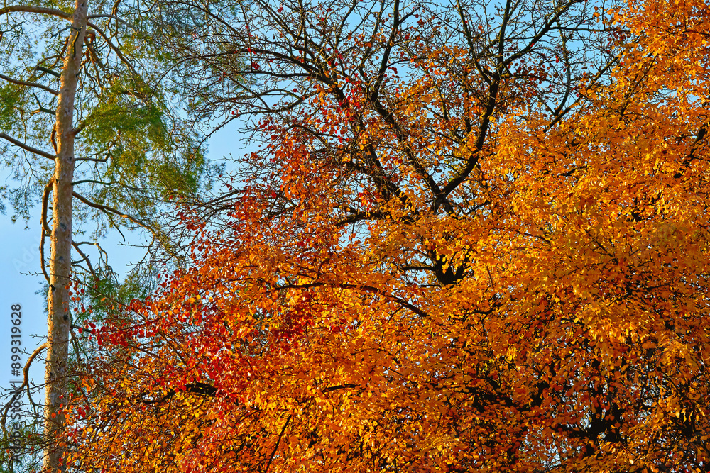 Wall mural Red orange autumn leaves,brass pine on a warm sunny day