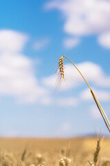 Detail Wheat. Wheat field and blue sky