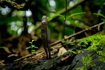 A brown fungus from genus xylaria growing on a dead wood, in humid tropical rainforest of Indonesia. Natural bokeh background