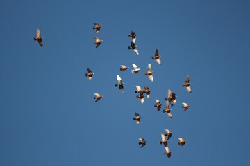 doves flying in blue sky