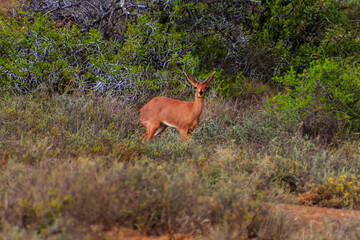 S&uuml;dafrika, Tiere