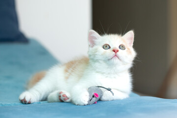Cute little white kitten playing with toy mouse on blue sofa at home