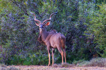 Südafrika, Tiere