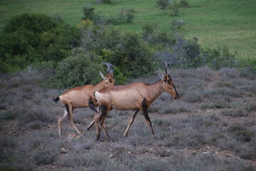 Südafrika, Tiere