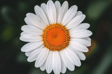 Fototapeta premium beautiful daisy flower in the garden in springtime