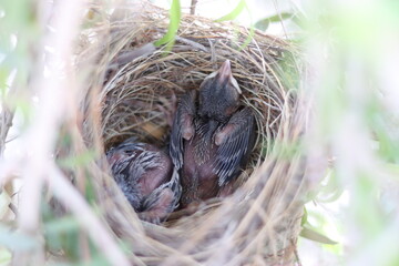 Two small bulbuls in the nest