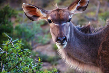 Südafrika, Tiere