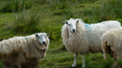 Obraz premium Sheep in a a field in Dartmoor