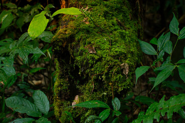 Green moss growing on old tropical rainforest tree wood, with natural bokeh background