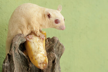 An albino sugar glider is eating a banana fruit on a dry tree trunk. This marsupial has the scientific name Petaurus breviceps.