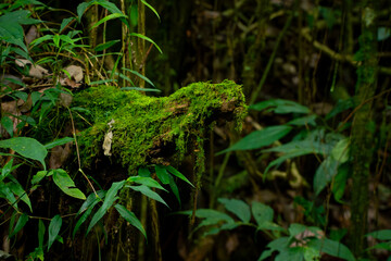 Obraz premium Green moss growing on old tropical rainforest tree wood, with natural bokeh background