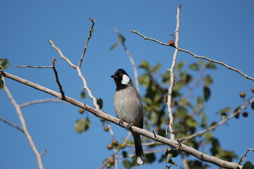 bulbul standing on twig of tree with blue sky