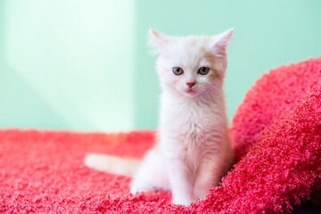 Cute little white kitten siting on pink plaid at home before going to sleep