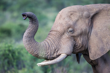 Obraz premium African elephant in a national park in south africa