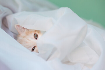 Small cute white British kitten lies and rests on the sofa at home, covered with a light organza...