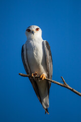 Black shouldered kite perched on a branch