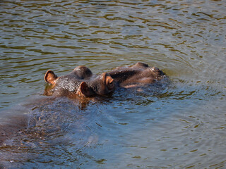 Fototapeta premium hippo in the water