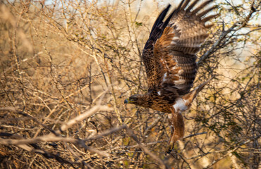 hawk in the grass