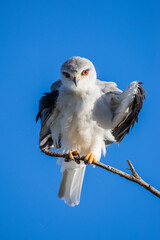 Black shouldered kite perched on a branch