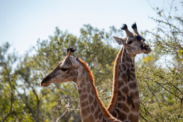 giraffe eating leaves