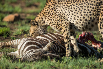 Cheetah feeding on a zebra kill