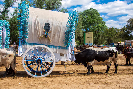 Carros tirados por bueyes en la romer&iacute;a del Rocio en Almonte, Espa&ntilde;a