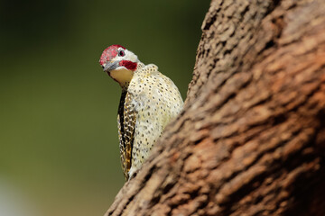 Cardinal woodpecker foraging for insects