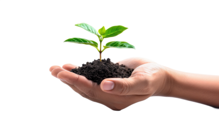 Hand holding a young green plant with soil, symbolizing growth and nurturing. Ideal for environmental, sustainability, or growth-themed designs. Transparent background.