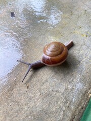 Snail after rain