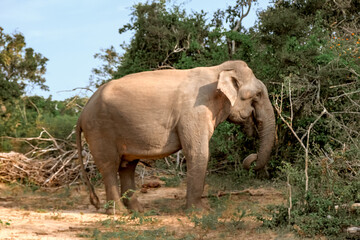 Obraz premium Wildlife safari.Eco travel in the jungle with wild animals elephants.Tropical tourism in the wild life of elephants.Road trip jungle,eco safari.Elephant wild life