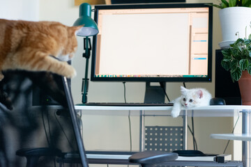 Funny beautiful young adult ginger tabby cat lies on the back of a chair and little kiyyen are at...