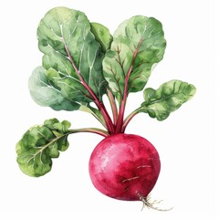 radish clipart, vegetable element, watercolor style, red and white, isolated on white background
