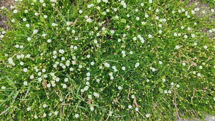 Detailed view of vibrant blooming moss growing on a natural surface