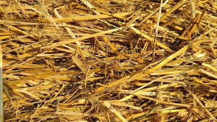 Close-up of fresh wheat straw arranged as a natural background