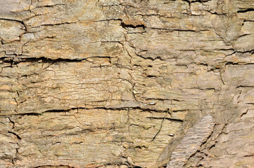 Texture of bark and wood background and pattern