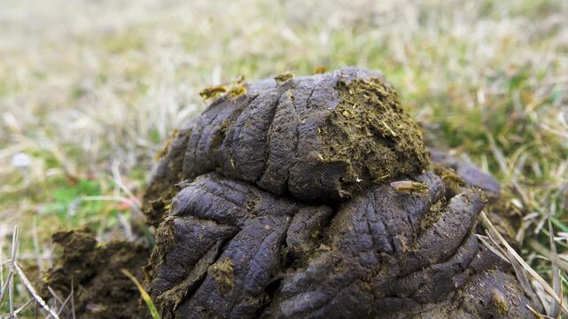Dung flies swoop on fresh cowpat, when it still cooling, steaming, but winter outside. Keen sense of smell for manure, Common dung fly (Scathophaga stercoraria) feeds, flirting, copulating one place