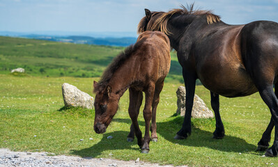 Obraz premium A mother and foal eating at grass on Dartmoor