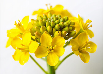 Fototapeta premium Vibrant yellow petals of a delicate mustard flower unfurl against a crisp white backdrop, showcasing intricate details and subtle texture in this intimate close-up shot.