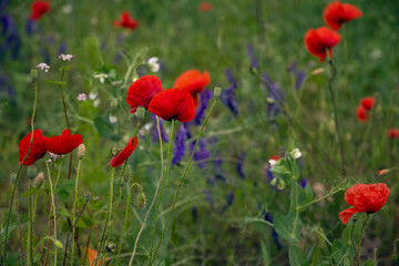 field of poppies and other flowers