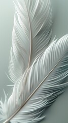  A white feather, tightly focused, against a gray backdrop Reflection of the feather visible on the image's left side