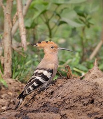 Photo of Eurasian hoopoe bird.Eurasian hoopoe is the most widespread species of the genus Upupa, native to Europe, Asia and the northern half of Africa.