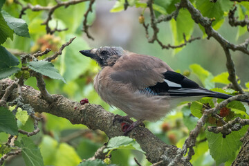 A Eurasian Jay Bird in a Tree