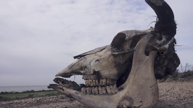 The skull of a bull-cow on the lake shore