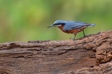 Chestnut bellied nuthatch bird perched on a branch looking for food