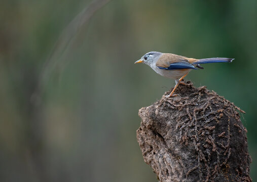 Blue winged minla bird resting on a twig