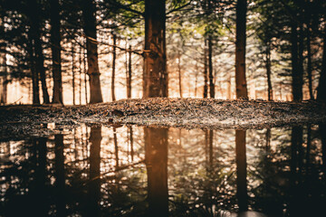 reflection in the forest