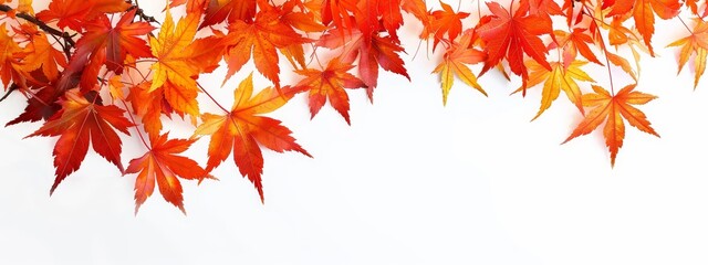  A tree branch with red and yellow leaves, suspended against a white backdrop