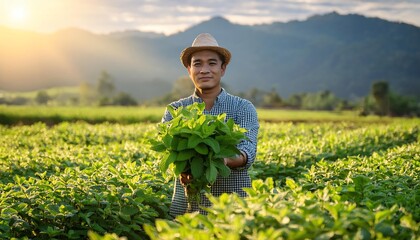 Fototapeta premium Farmer holding fresh green leaves in a lush field with sunlit mountains in the background, showcasing sustainable agriculture.